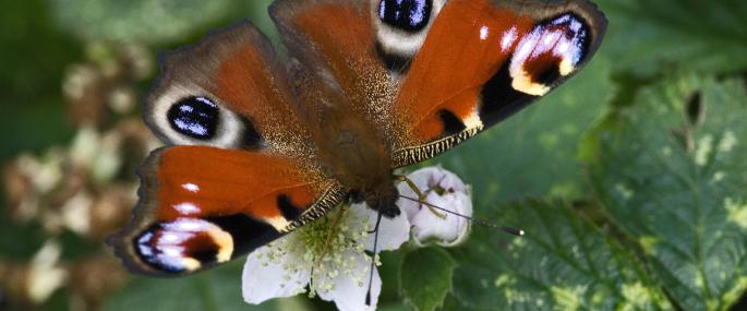Peacock butterfly - Les Binns - Les Binns